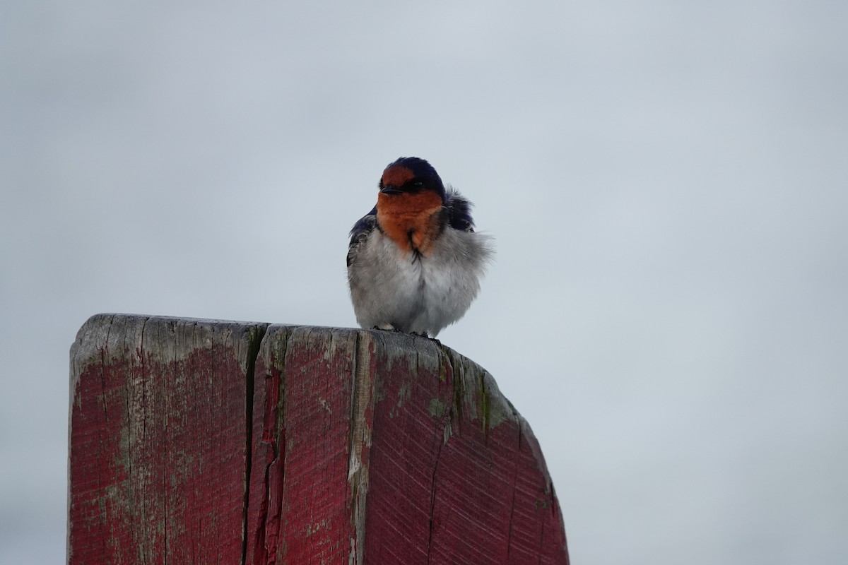 Welcome Swallow - ML644693552