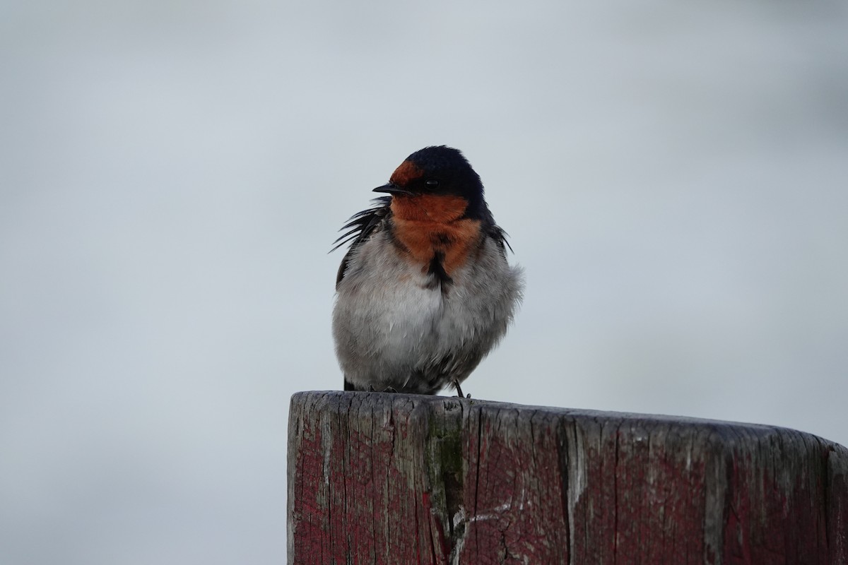 Welcome Swallow - ML644693553