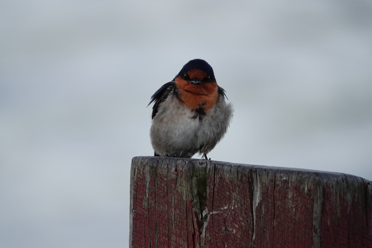 Welcome Swallow - ML644693554