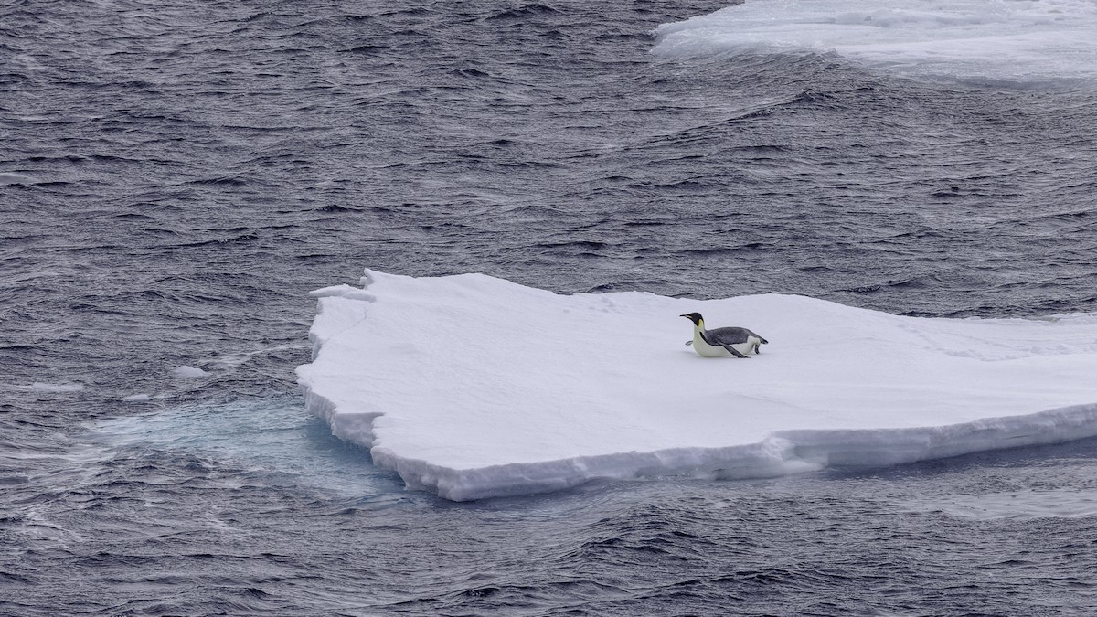 Emperor Penguin - ML644693556