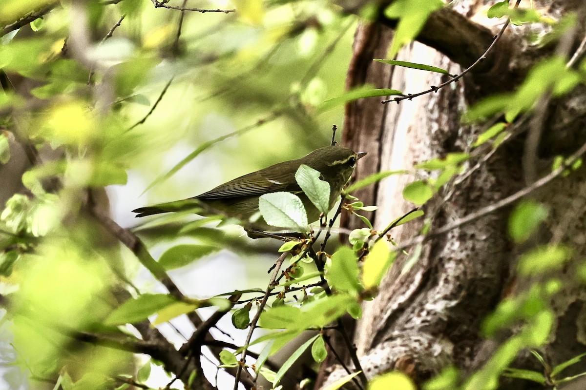 Arctic Warbler - ML644693559