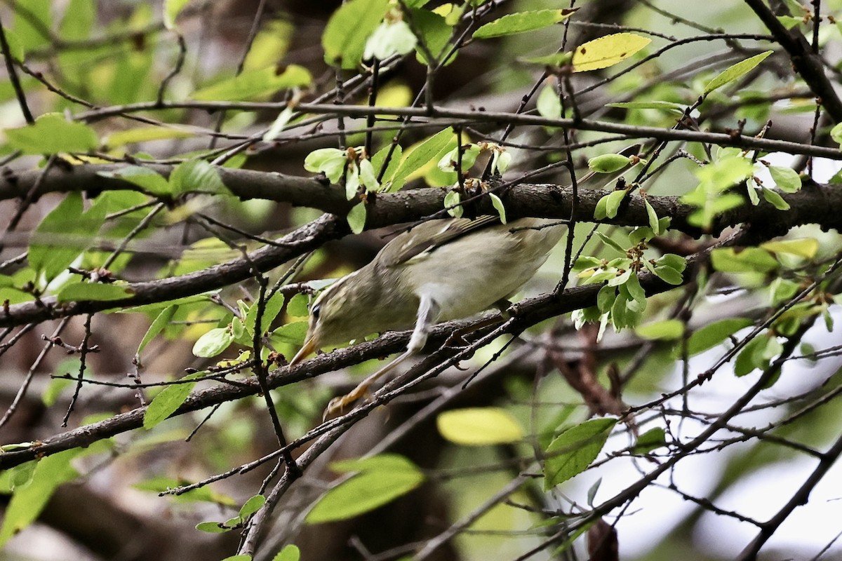 Arctic Warbler - ML644693560