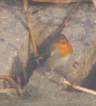 European Robin - ML644693561