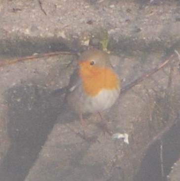 European Robin - ML644693562