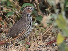 křepelka skalní - ML644693563