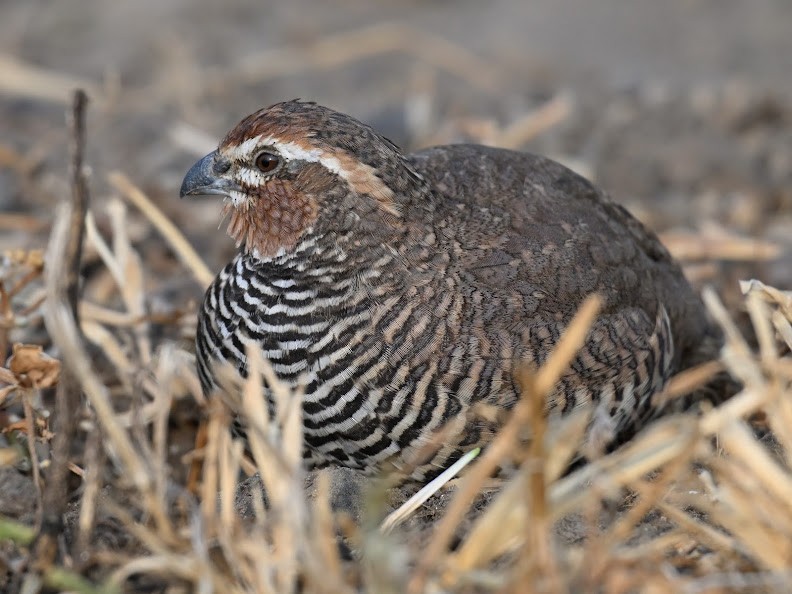 křepelka skalní - ML644693564