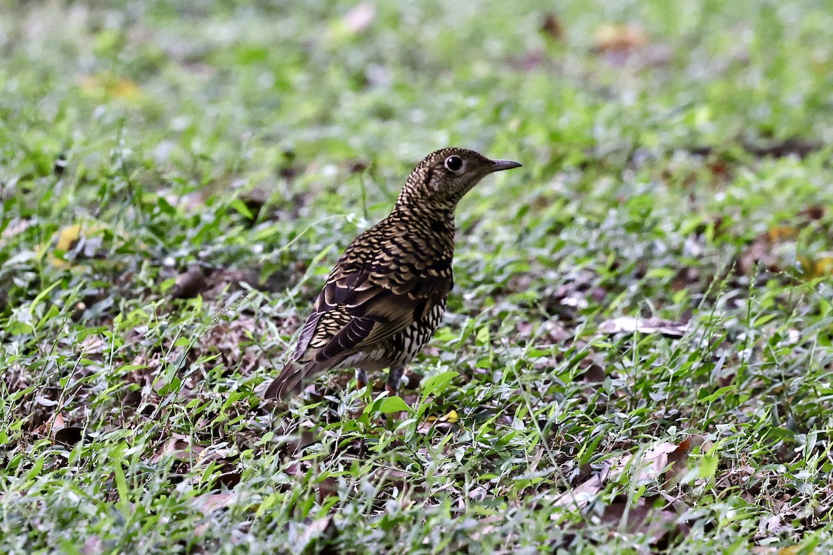 White's Thrush - ML644693565