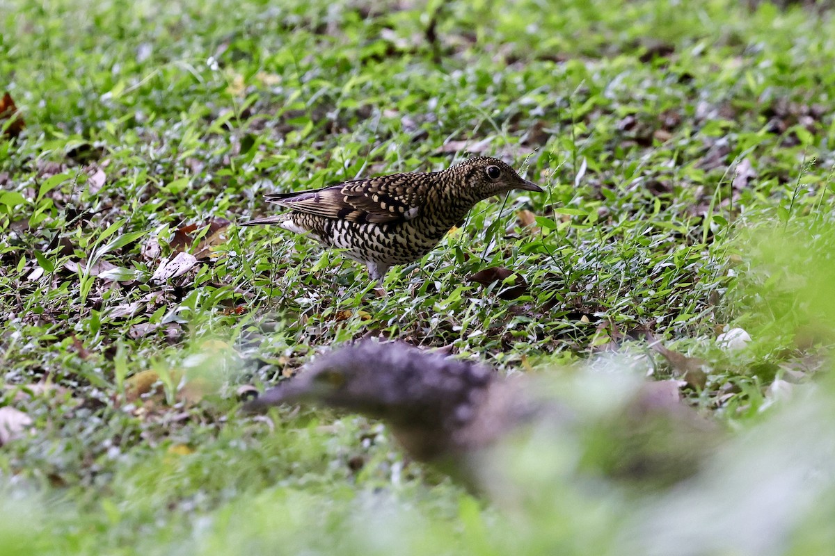 White's Thrush - ML644693566