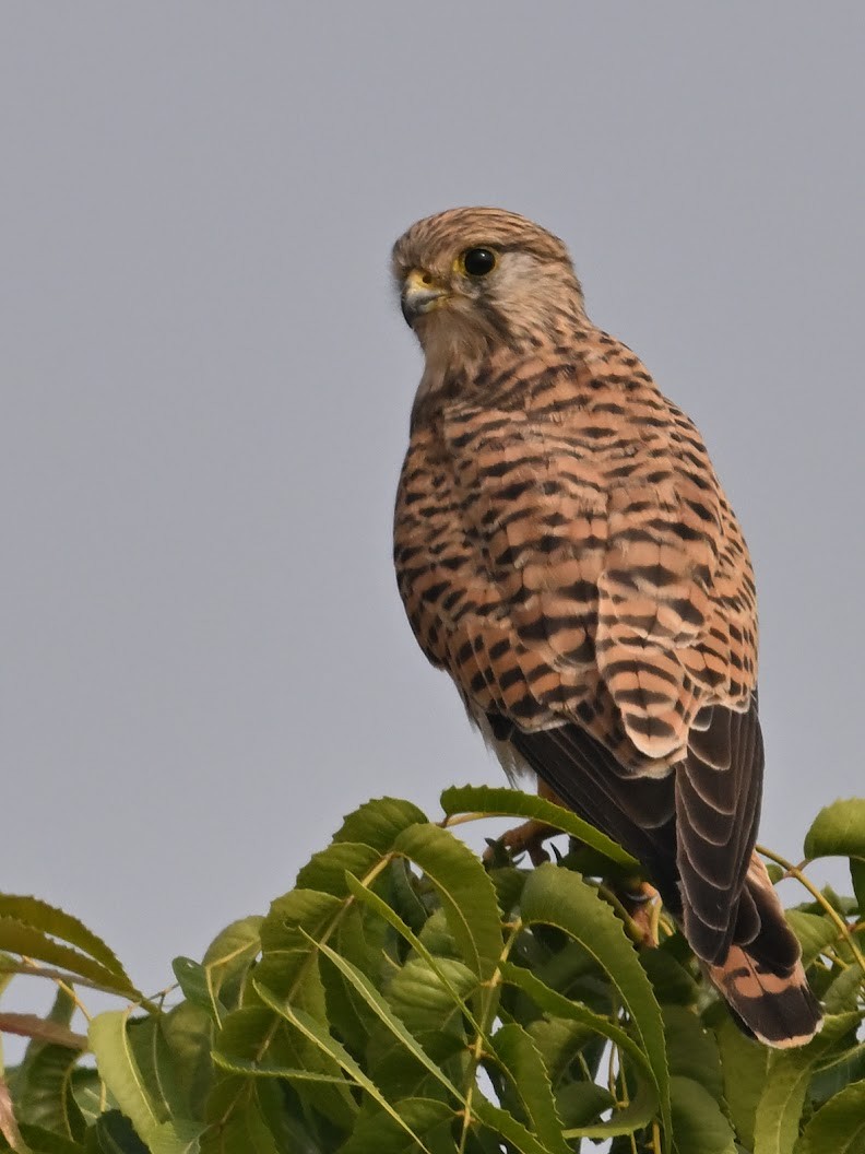 Eurasian Kestrel - ML644693567