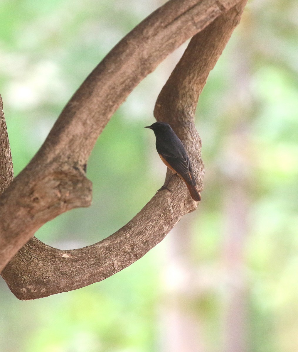 Black Redstart - ML644693570