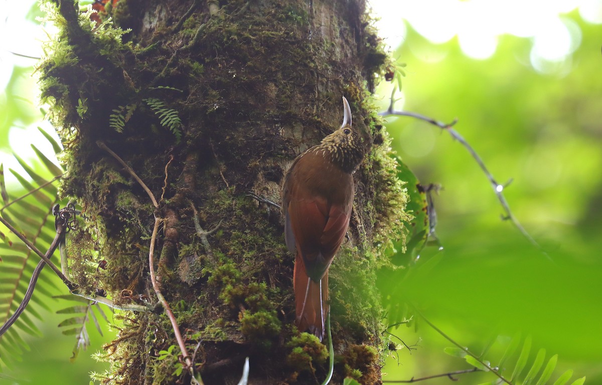Spot-crowned Woodcreeper - ML644693571