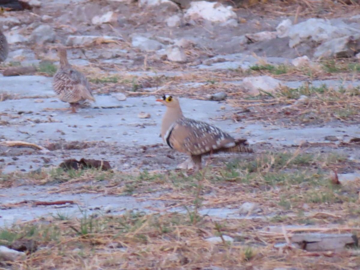 Double-banded Sandgrouse - ML644693572