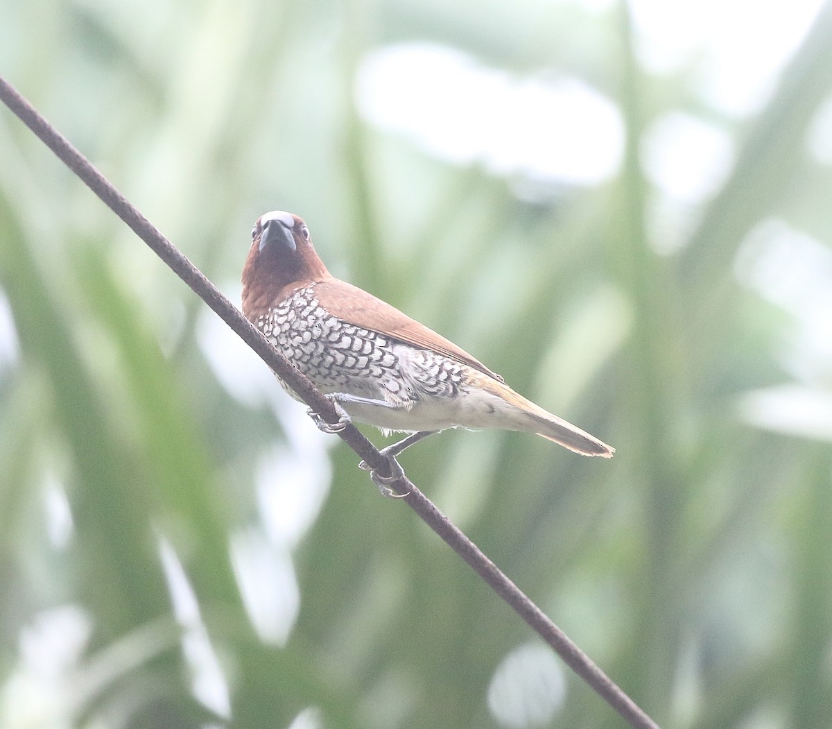 Scaly-breasted Munia - ML644693573