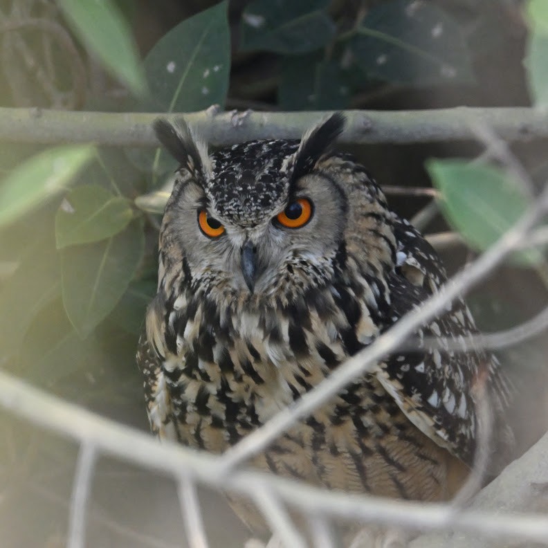 Rock Eagle-Owl - ML644693574