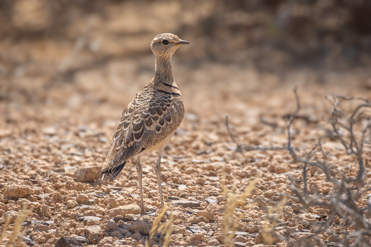 Double-banded Courser - ML644693575