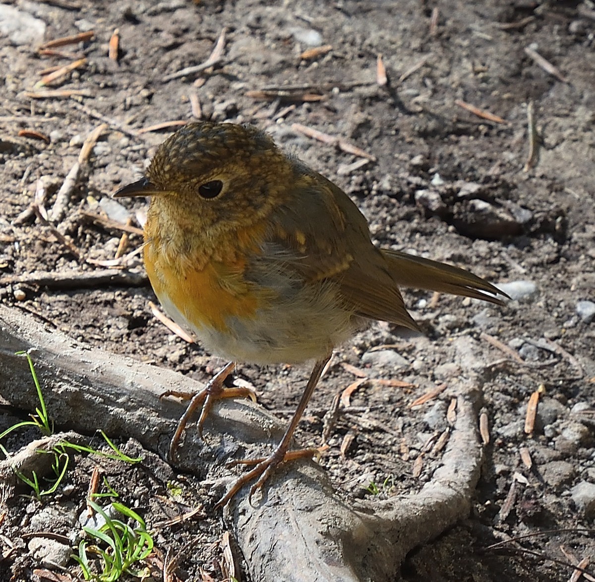 European Robin - ML644693576