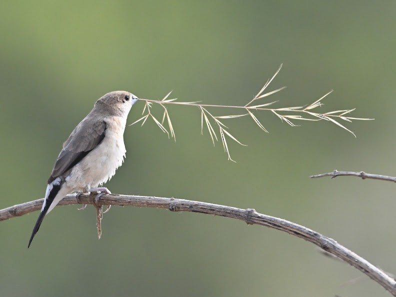 Indian Silverbill - ML644693577