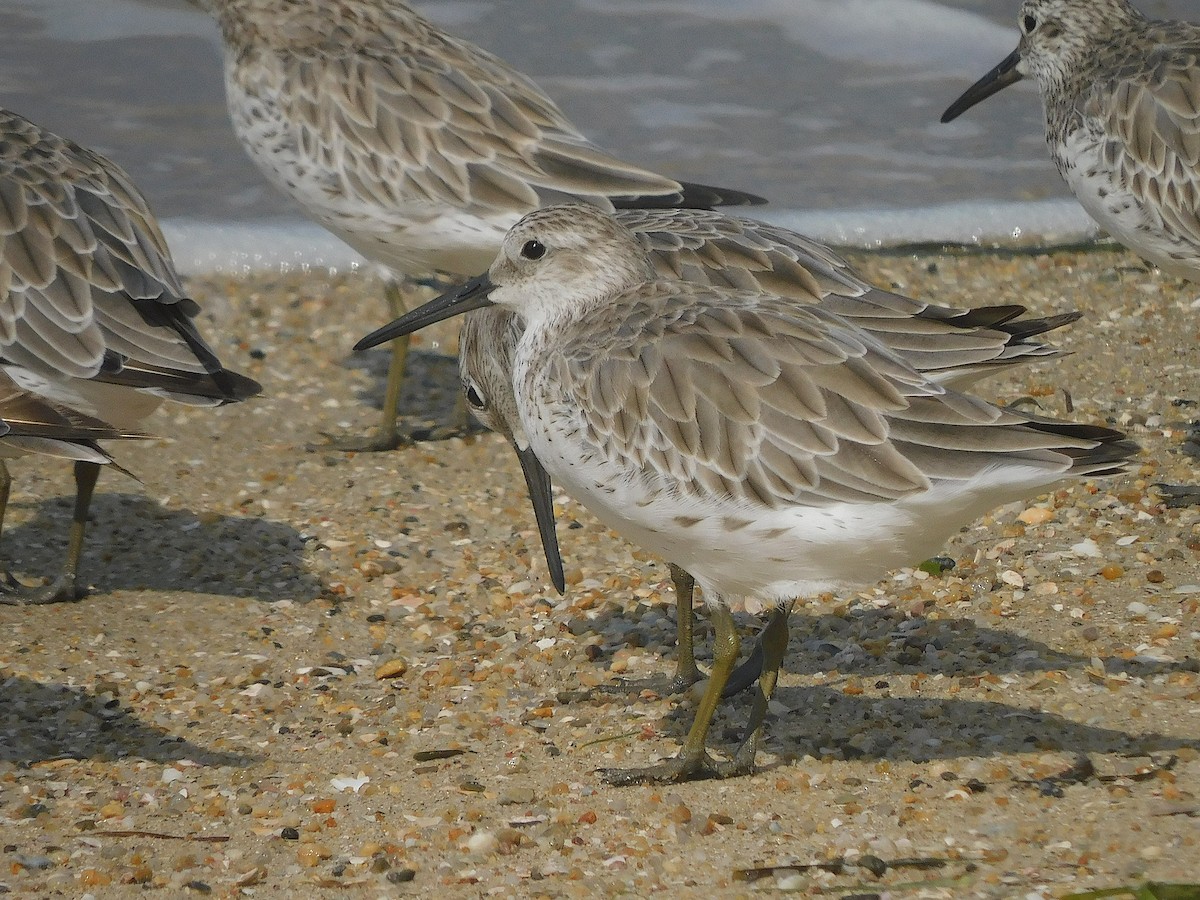 Great Knot - ML644693578