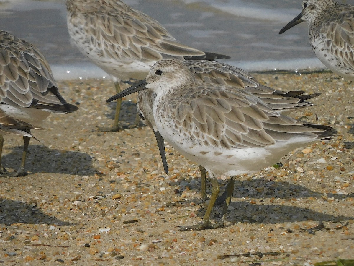 Great Knot - ML644693579