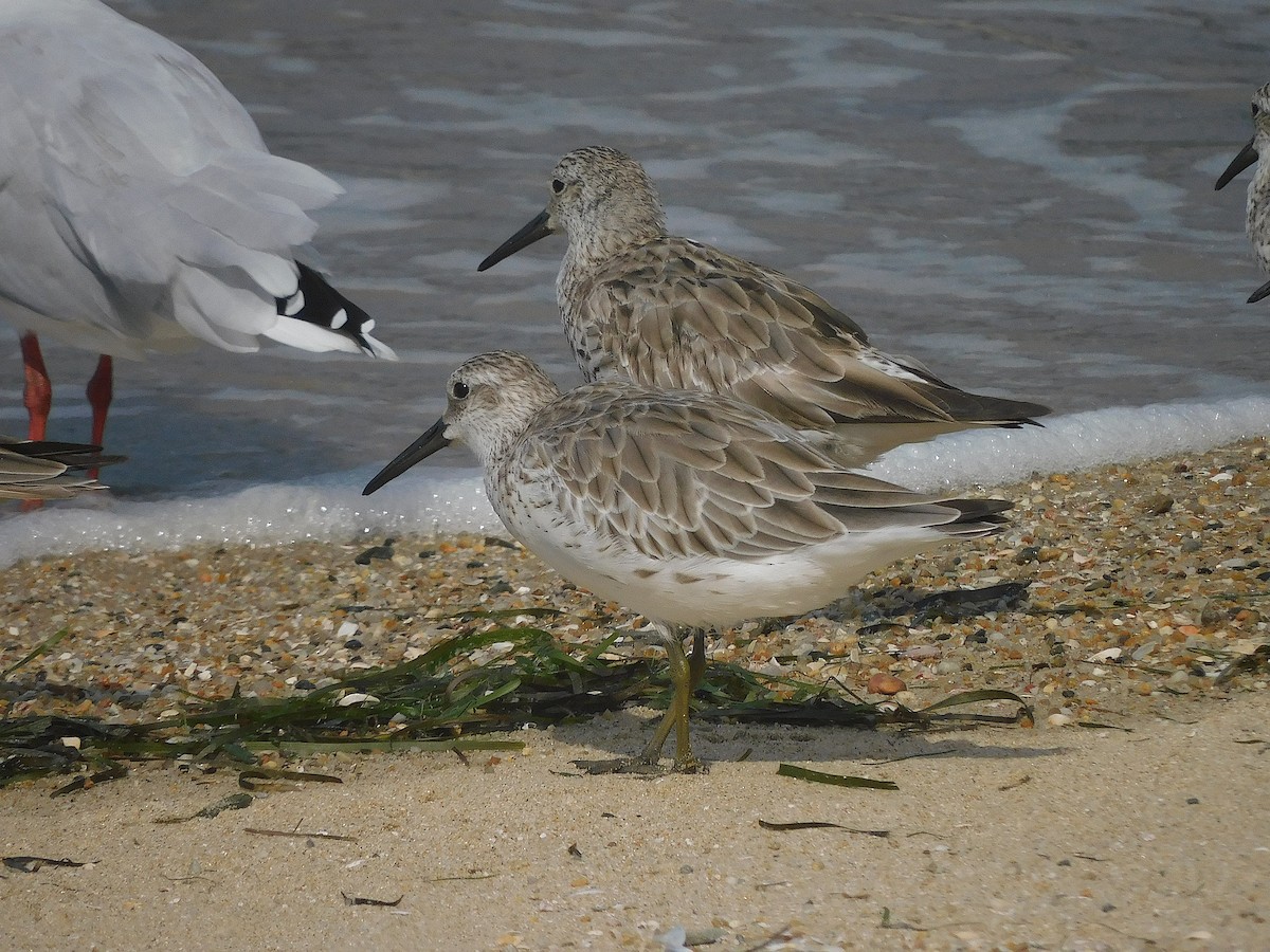 Great Knot - ML644693580