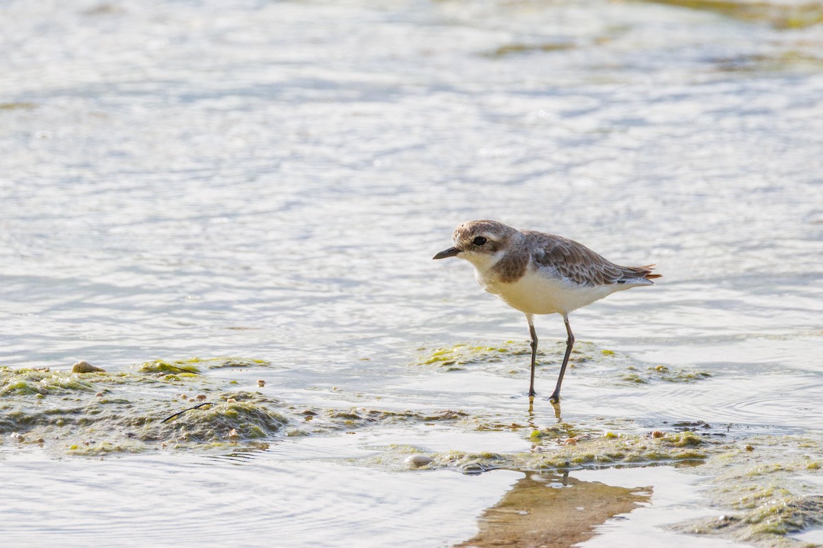 Chorlitejo Tibetano - ML644693584