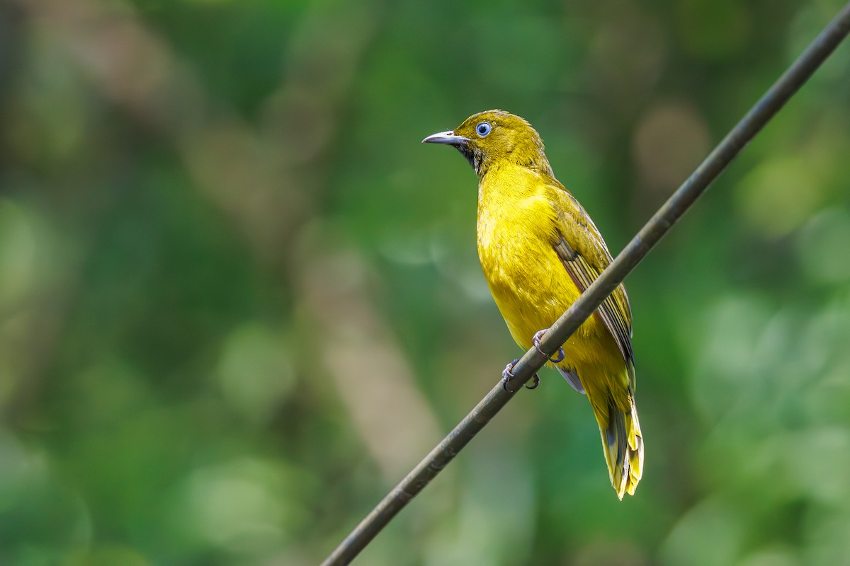 Andaman Bulbul - ML644693603