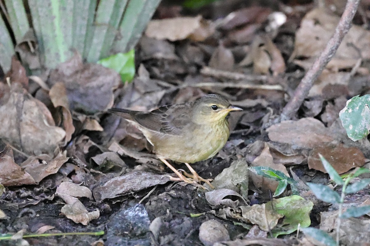 Middendorff's Grasshopper Warbler - ML644693608