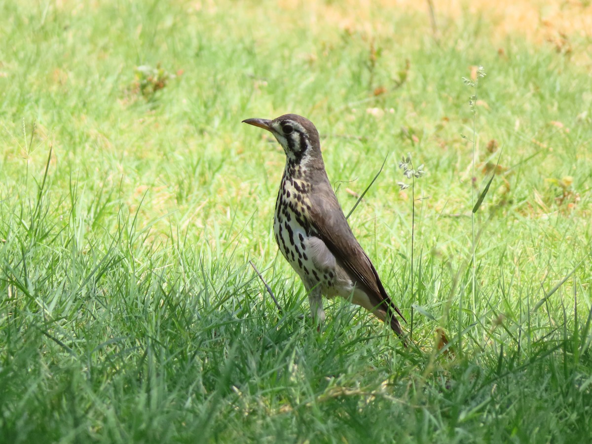 Groundscraper Thrush - ML644693609
