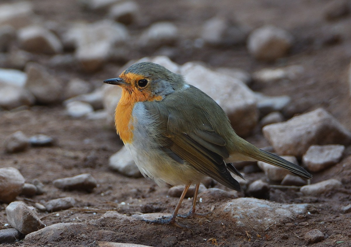 Pettirosso - ML644693610