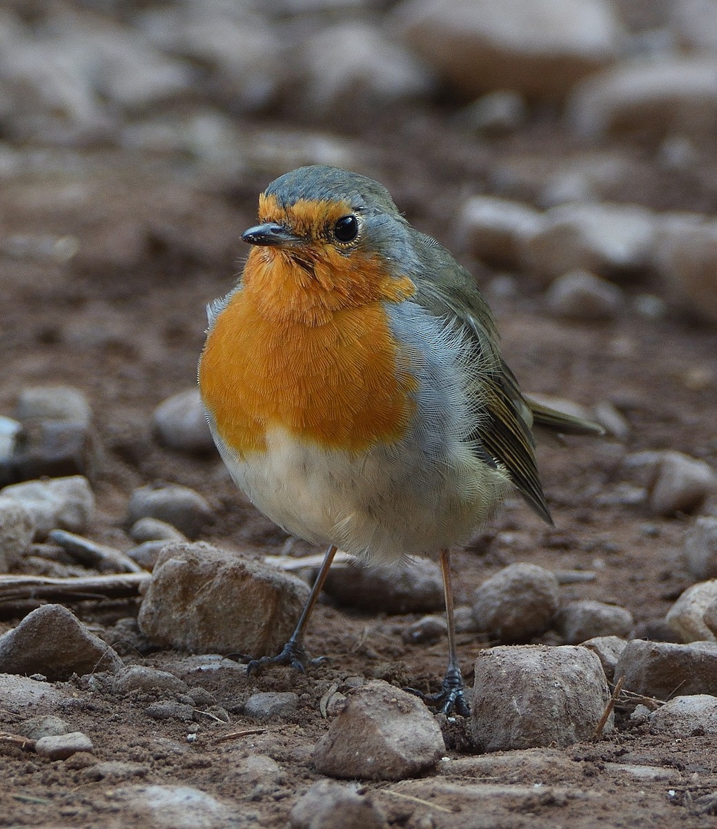 Pettirosso - ML644693611