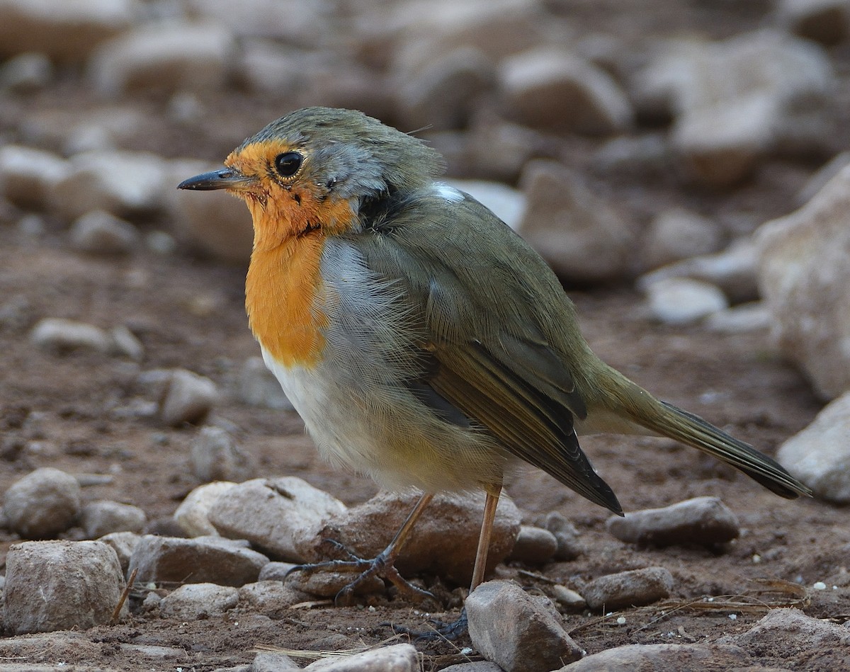 Pettirosso - ML644693612