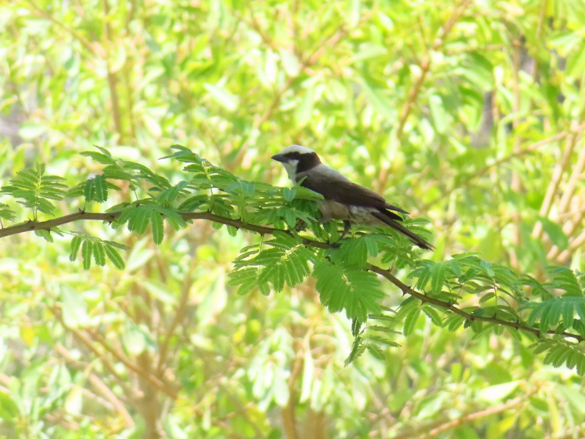 Eurocéphale à couronne blanche - ML644693623