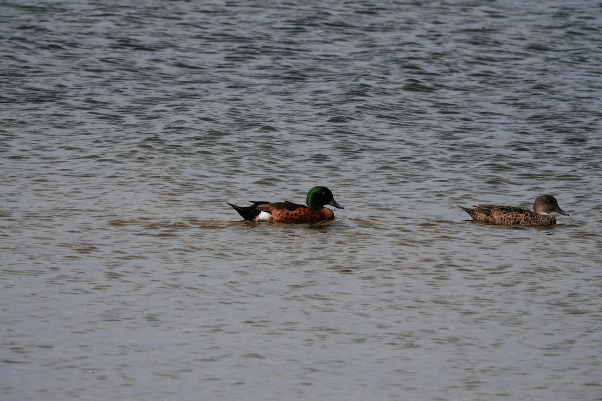 Kızıl Çamurcun - ML644693643