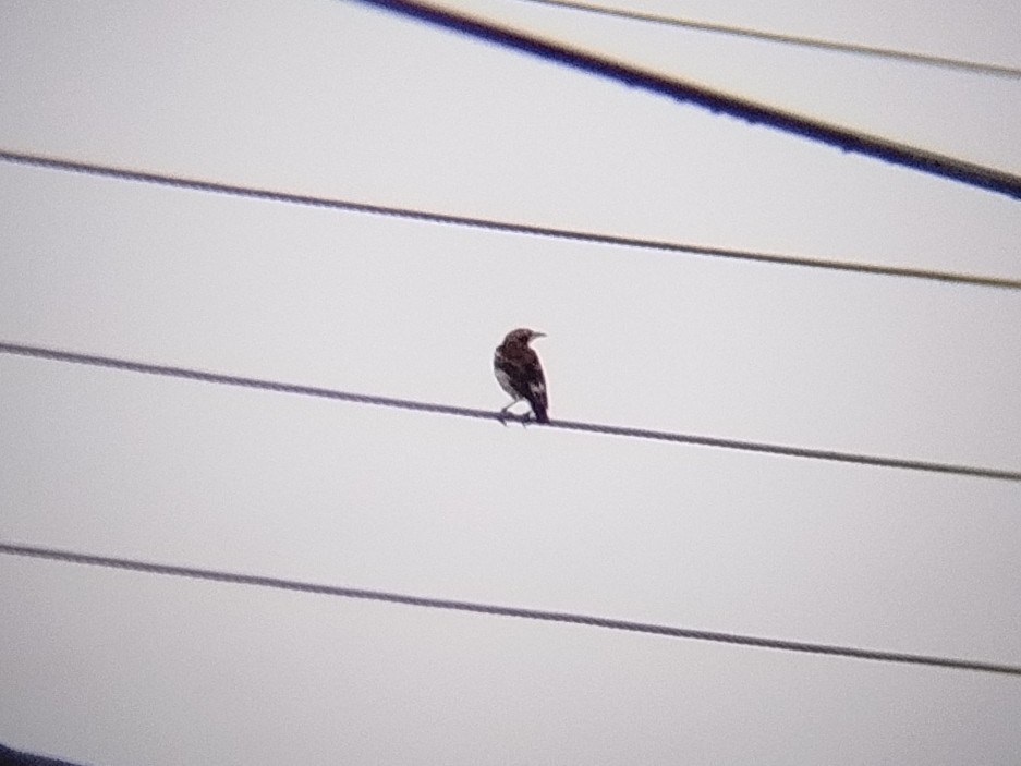 Chestnut-cheeked Starling - ML644693647