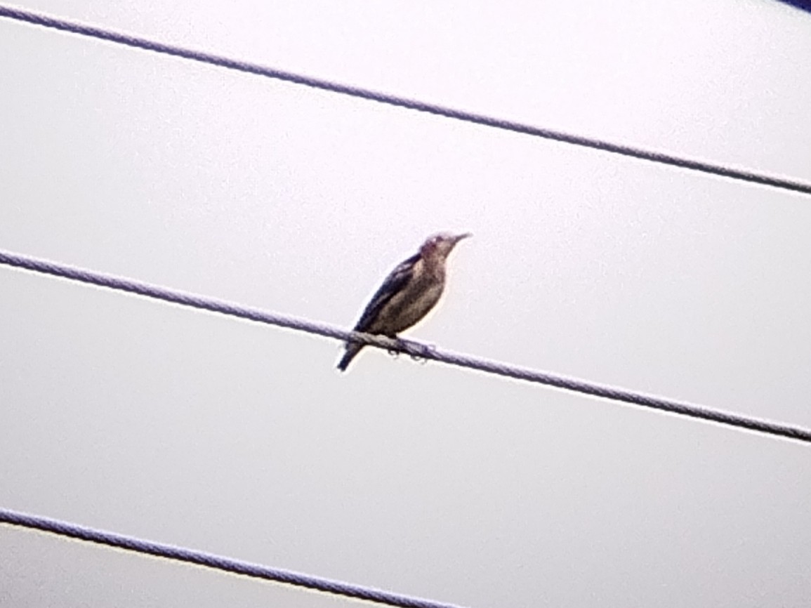 Chestnut-cheeked Starling - ML644693648