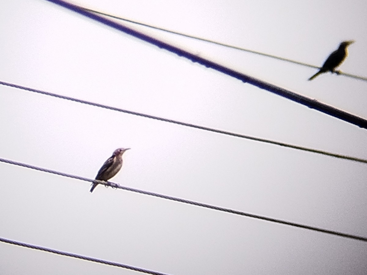 Asian Glossy Starling - ML644693657