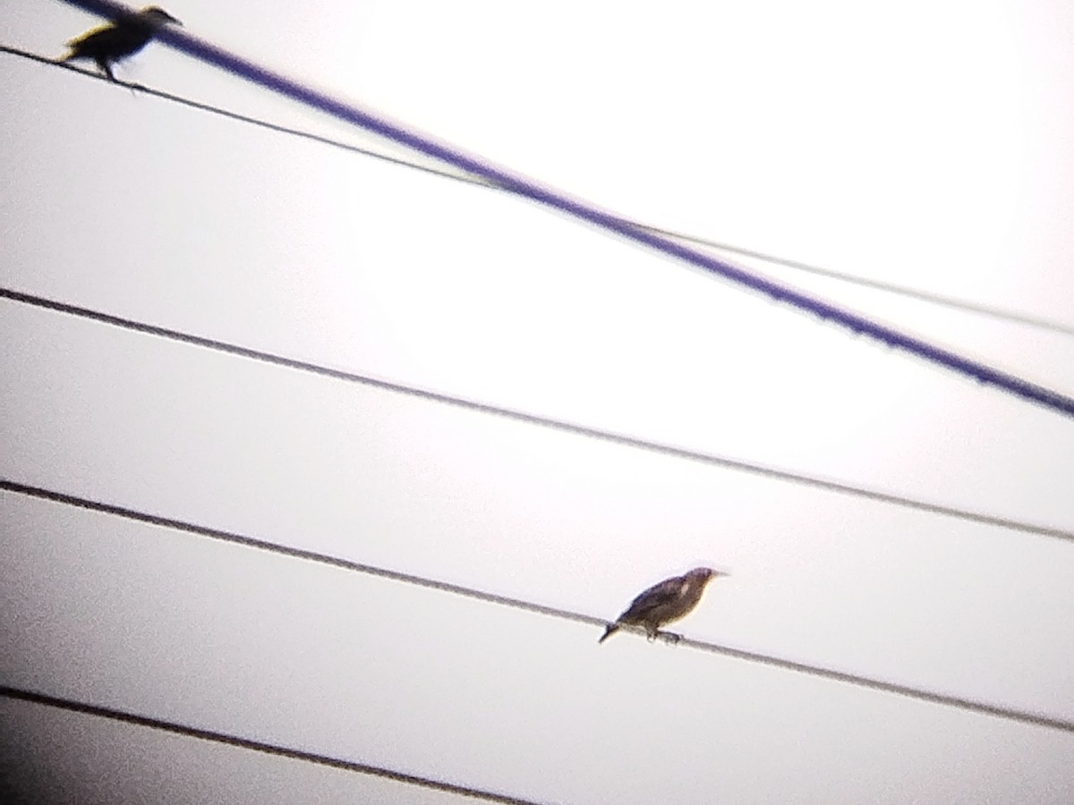 Asian Glossy Starling - ML644693658