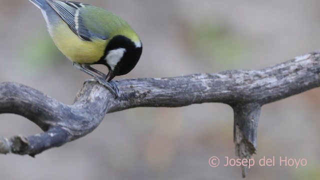 Great Tit - ML644693671