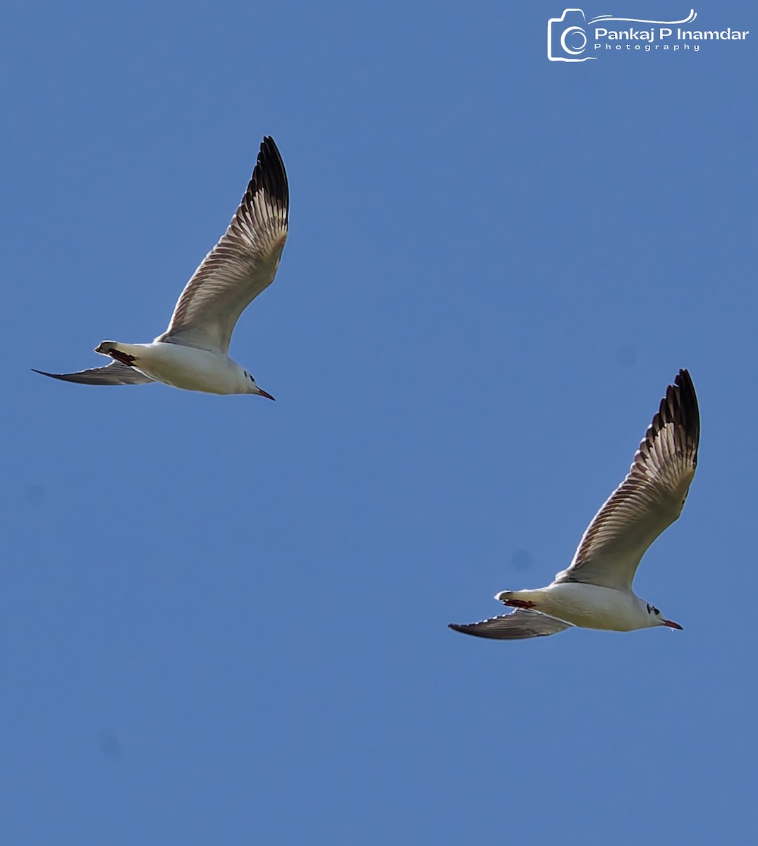 Gaviota Centroasiática - ML644693677