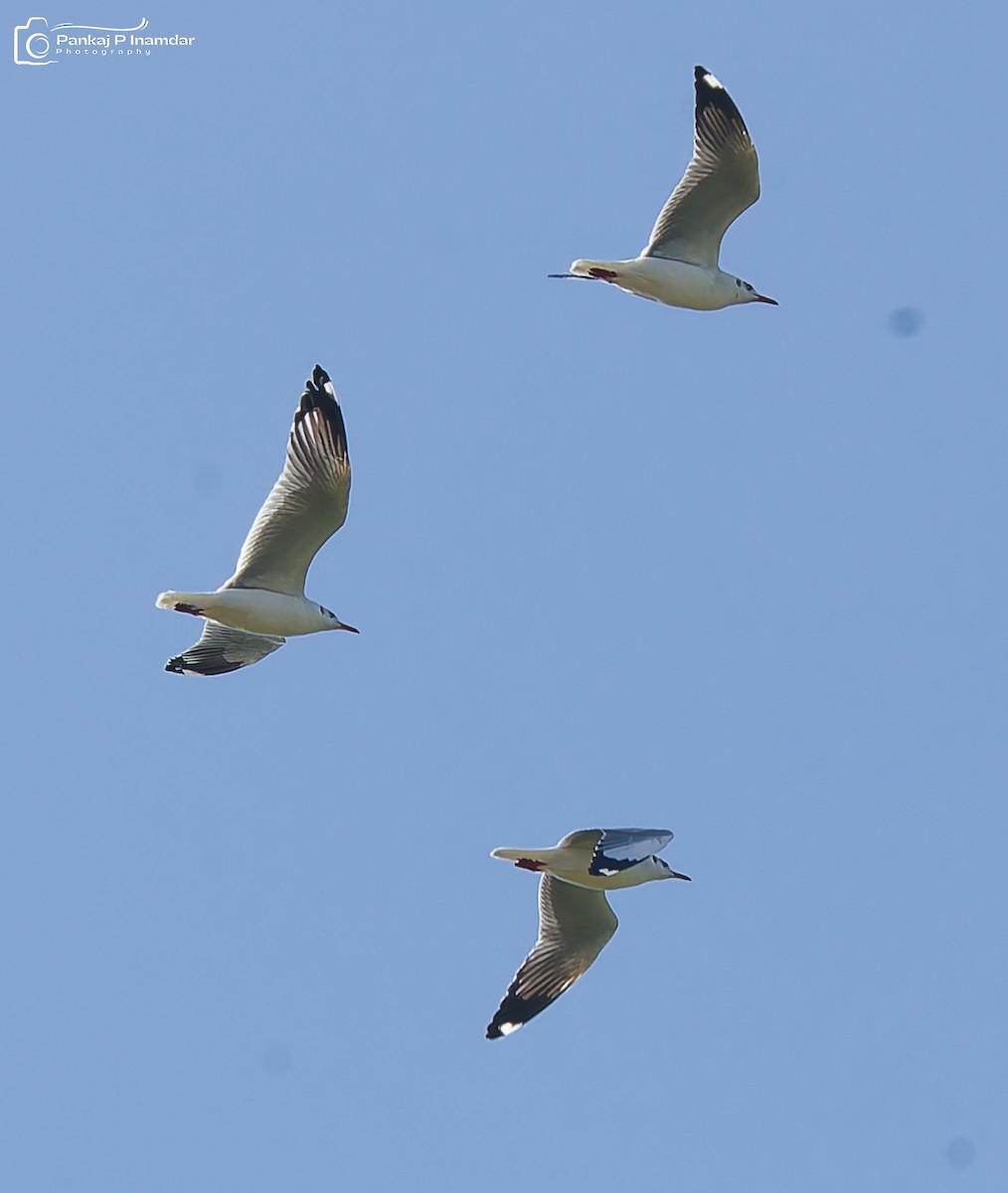Gaviota Centroasiática - ML644693678