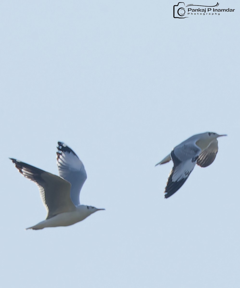 Gaviota Centroasiática - ML644693679
