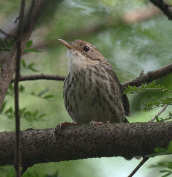 Puff-throated Babbler - ML644693688