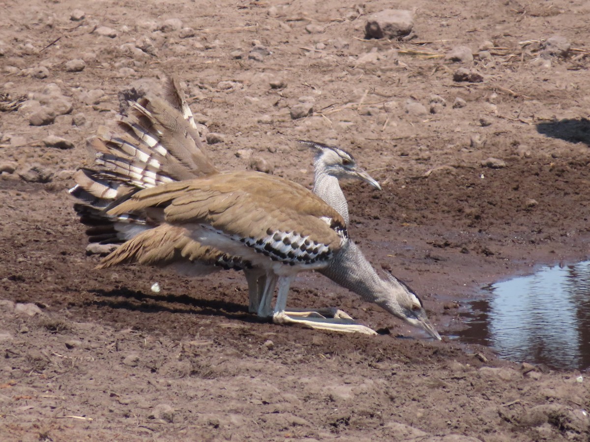 Kori Bustard - ML644693692