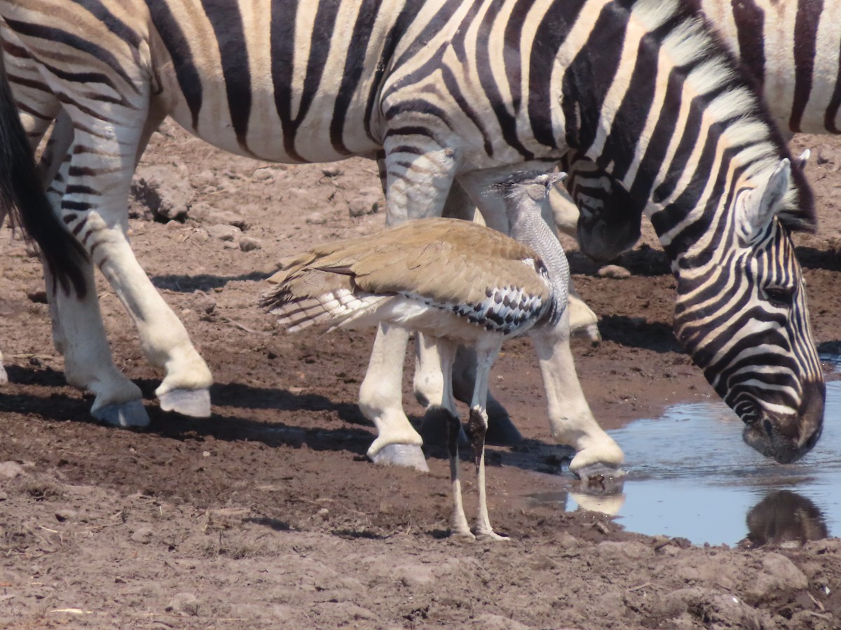 Kori Bustard - ML644693694