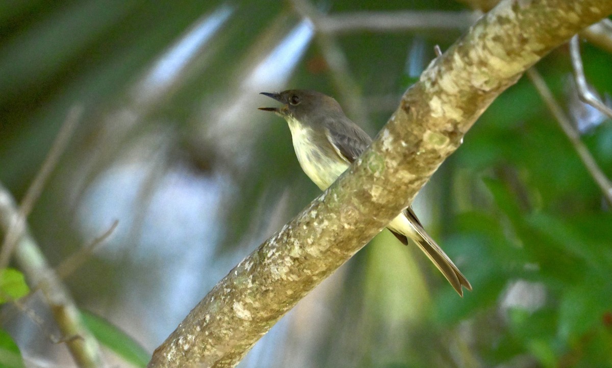 Eastern Phoebe - ML644693695