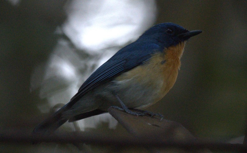 Tickell's Blue Flycatcher - ML644693698