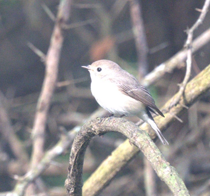Taiga Flycatcher - ML644693702