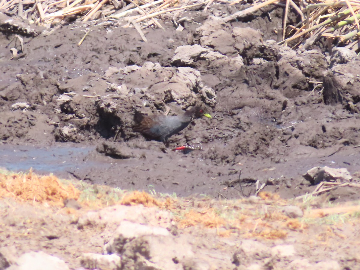 Black Crake - ML644693703