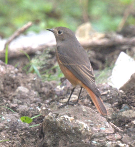 Black Redstart - ML644693704
