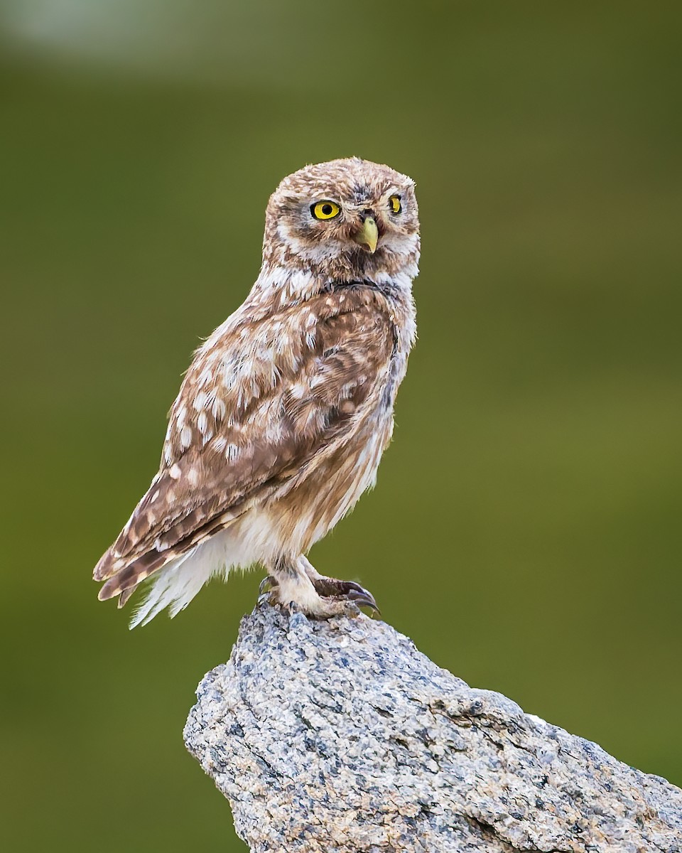 Сич хатній - ML644693705